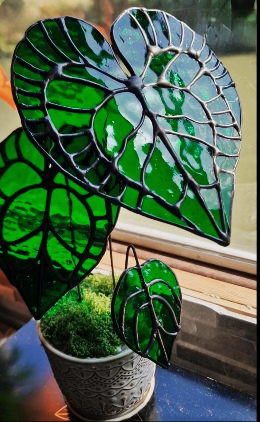 Anthurium Clarinervium Plant