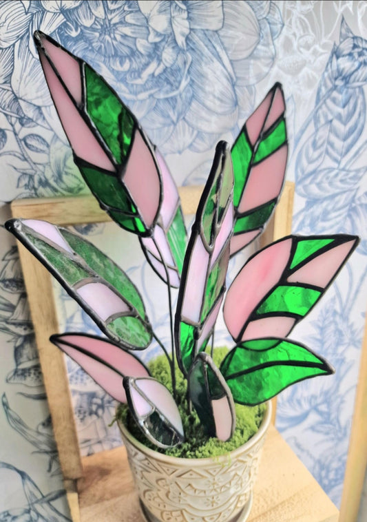 Stromanthe Princess Triostar Plant