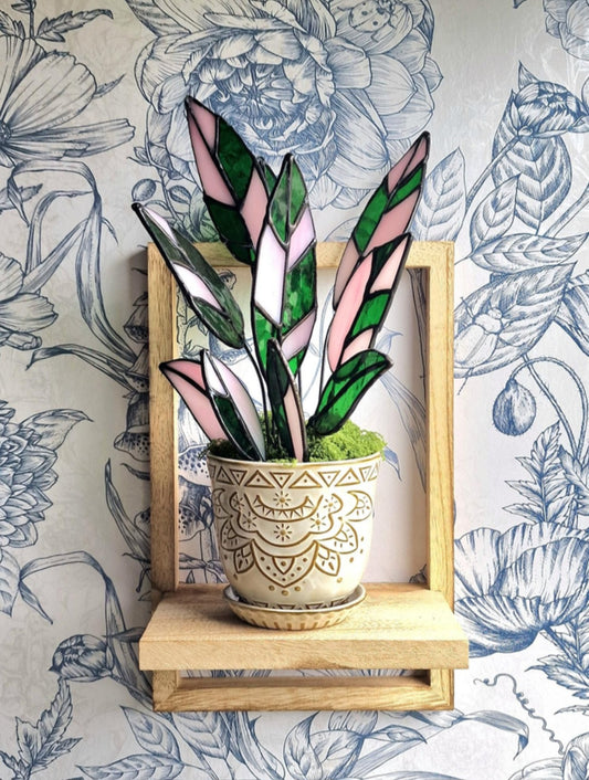 Stromanthe Princess Triostar Plant