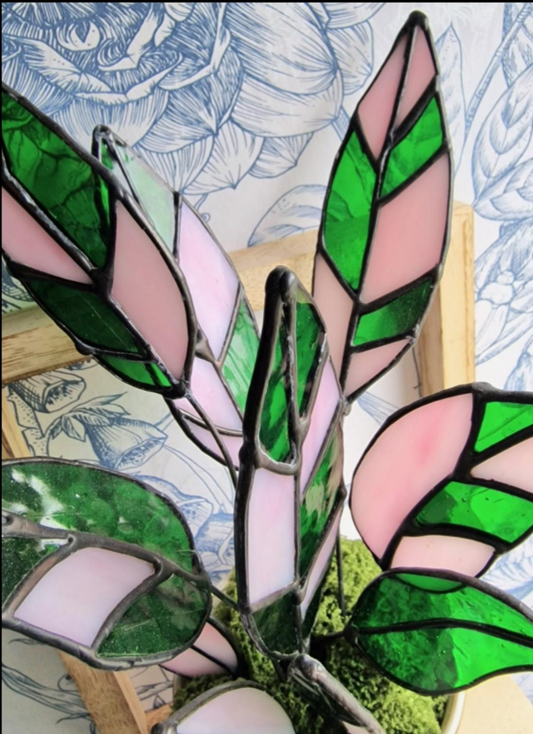 Stromanthe Princess Triostar Plant